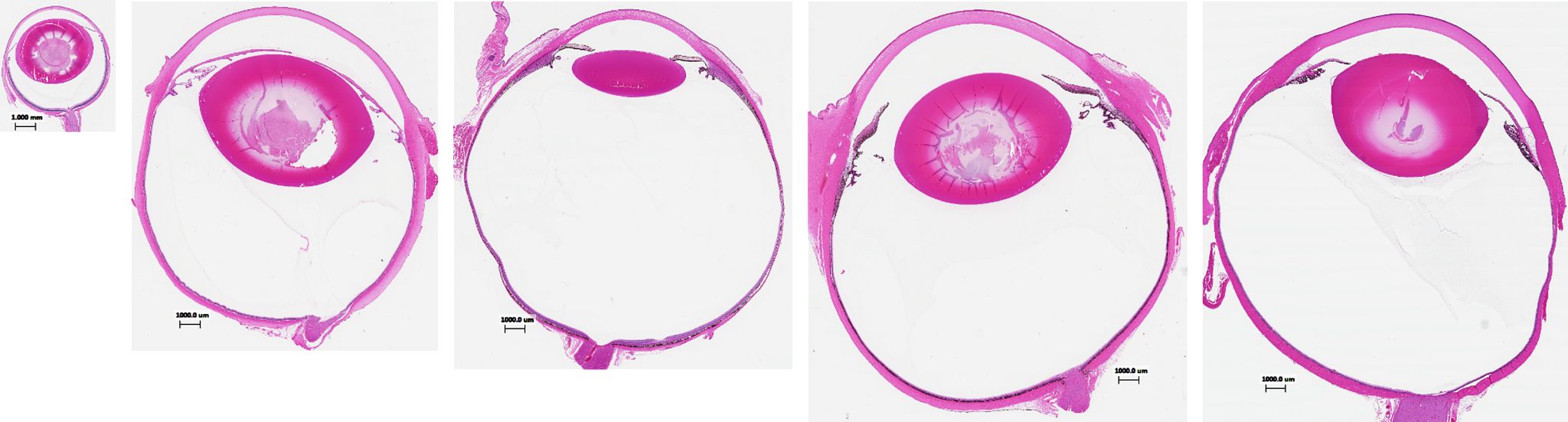 Comparative Ocular Anatomy