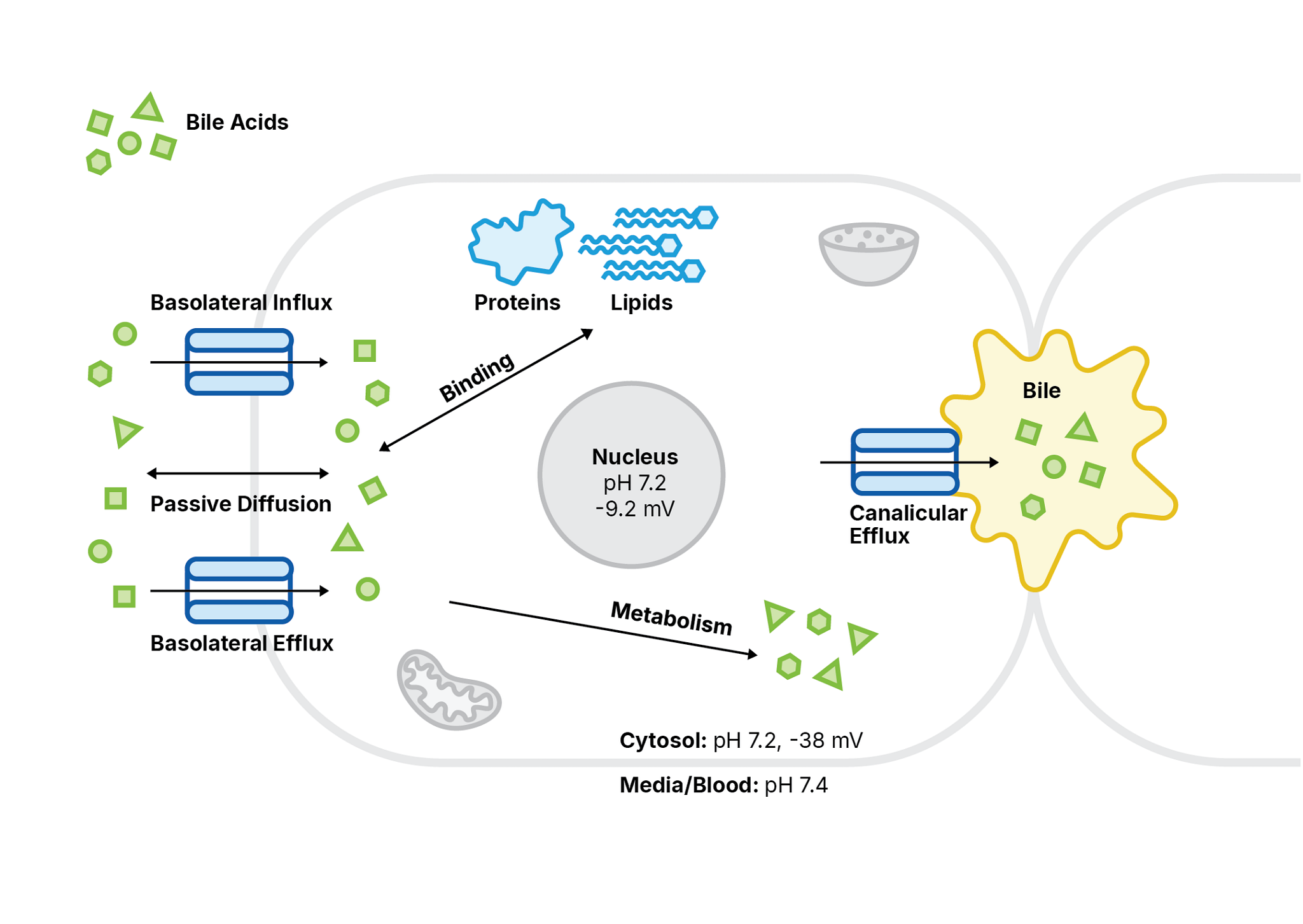 Mechanisms of drug disposition in hepatocytes which significantly affect unbound cellular concentration and thus Kpuu. Schema modified from reference.