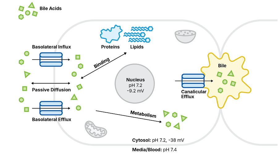 Mechanisms of drug disposition in hepatocytes which significantly affect unbound cellular concentration and thus Kpuu. Schema modified from reference.