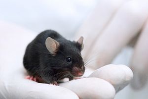 black mouse in a scientist's hand