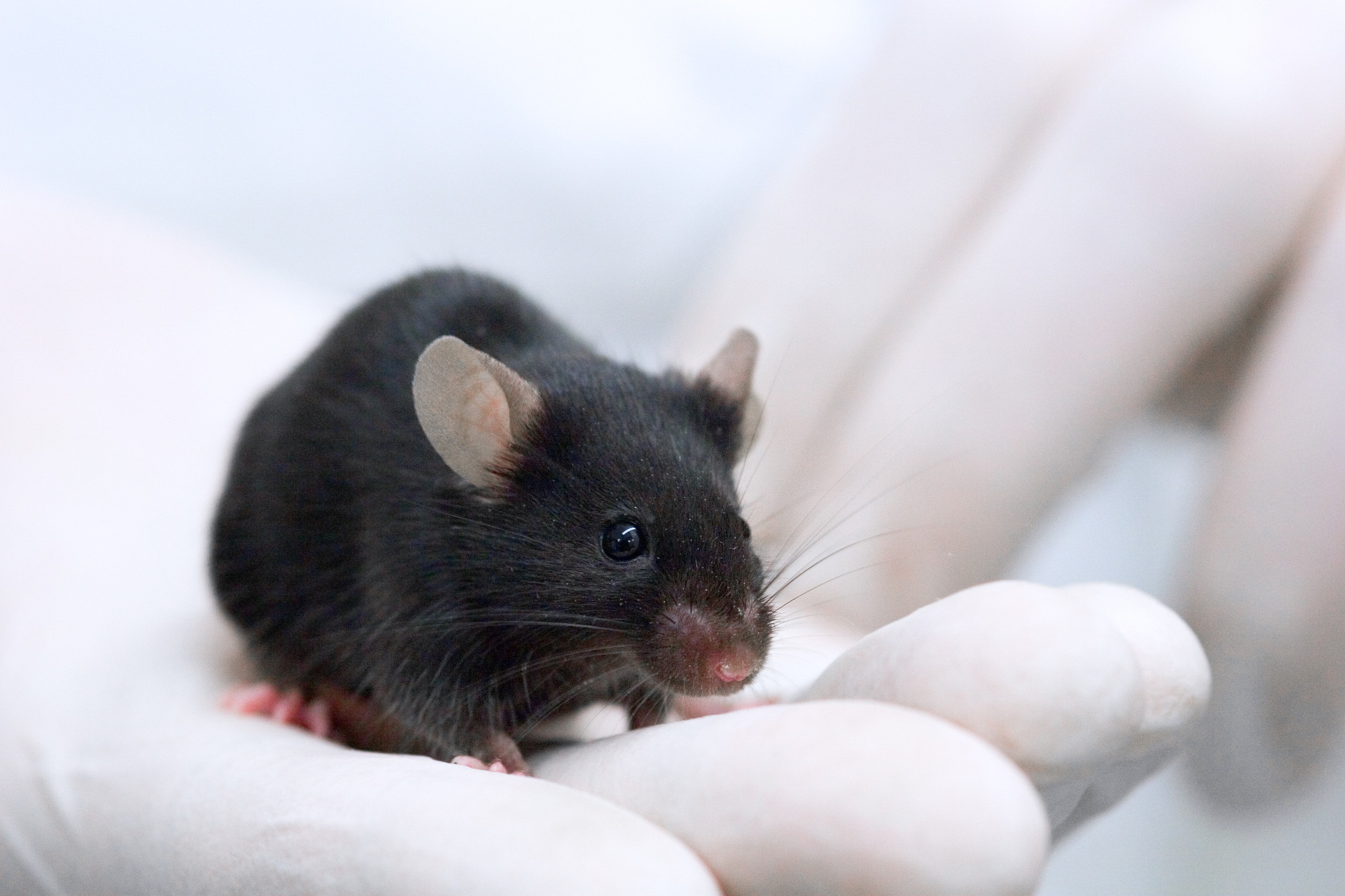 The History of Black 6 Mice | Charles River Laboratories