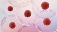 close up image of cells