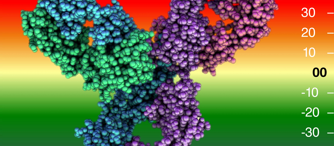 Which Areas of an Antibody Determine Specificity-Immunology Insights