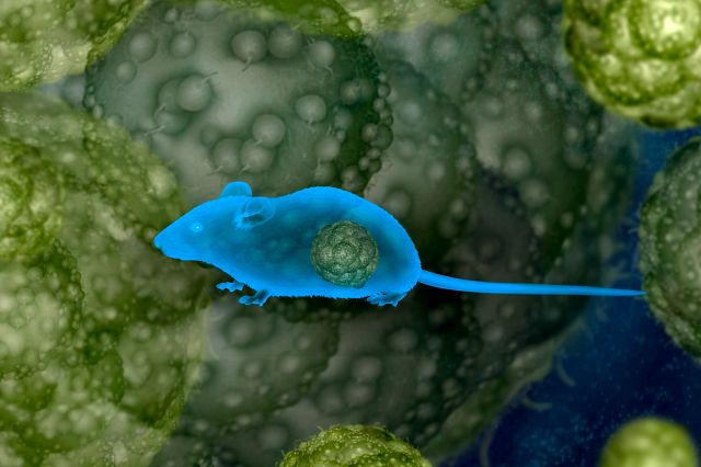 Graphic image of mouse in front of cancer cells to represent the orthotopic mouse models offered as an oncology service at Charles River