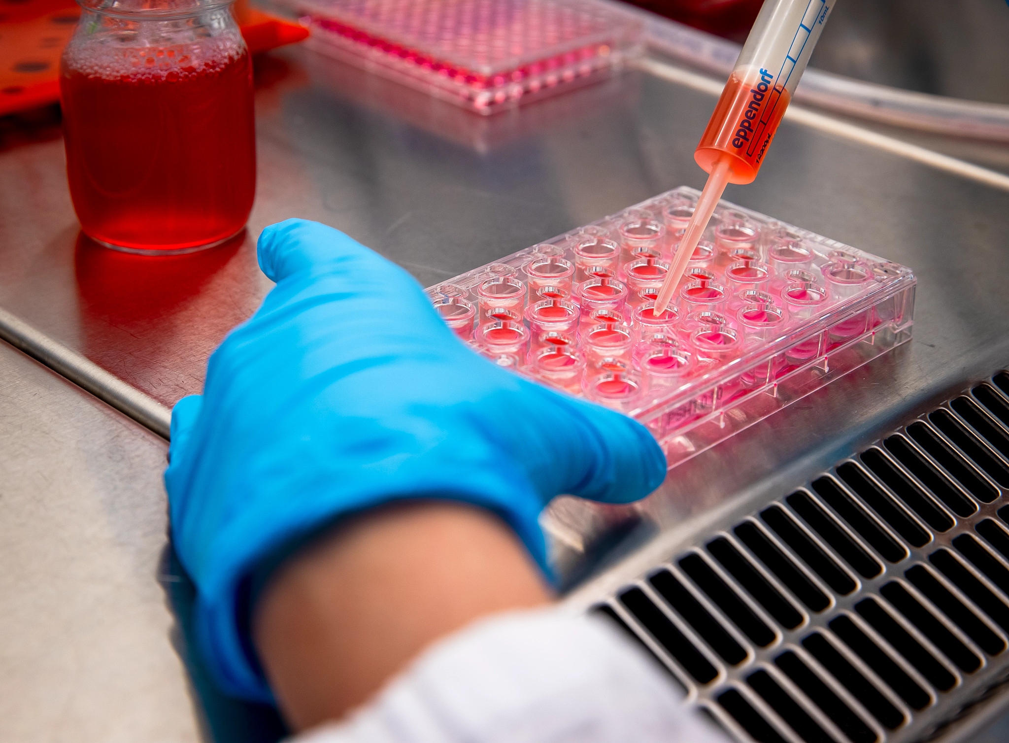 Gloved hands of a scientist pipetting culture medium on a TransWell cell culture plate typically used in efflux (ABC) transporter interaction and permeability experiments.