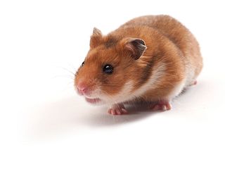 Golden Syrian Hamster