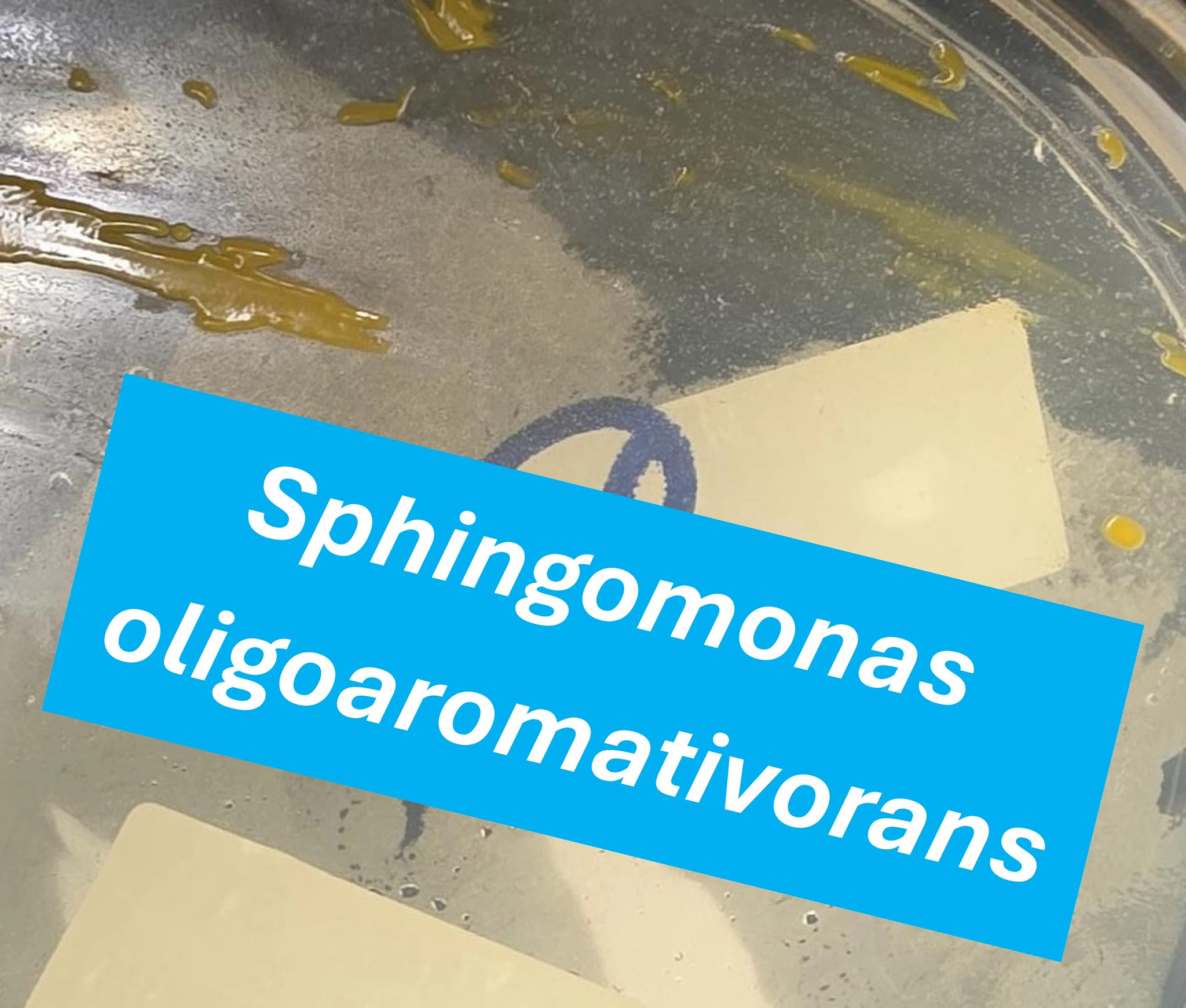 Sphingomonas oligoaromativorans Captioned (1).jpg